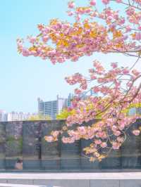 부산 겹벚꽃 데이트 명소 유엔기념공원💗