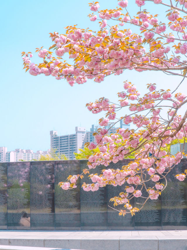 부산 겹벚꽃 데이트 명소 유엔기념공원💗