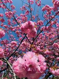 ซากุระบานสุดโรแมนติกที่ Tsuruga Castle
