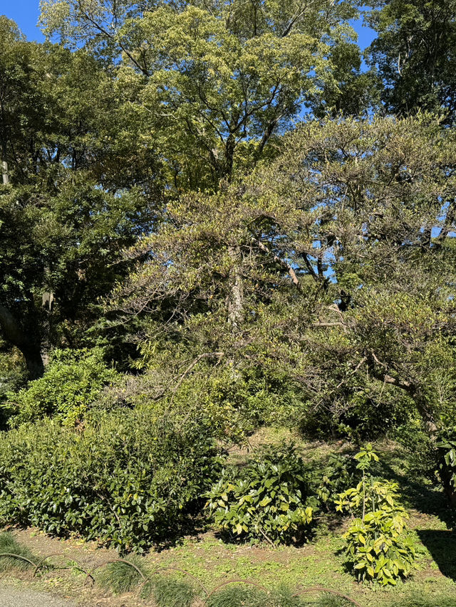 東京植物的夢幻之旅：探索清澄庭園與新宿御苑 🌷🌳