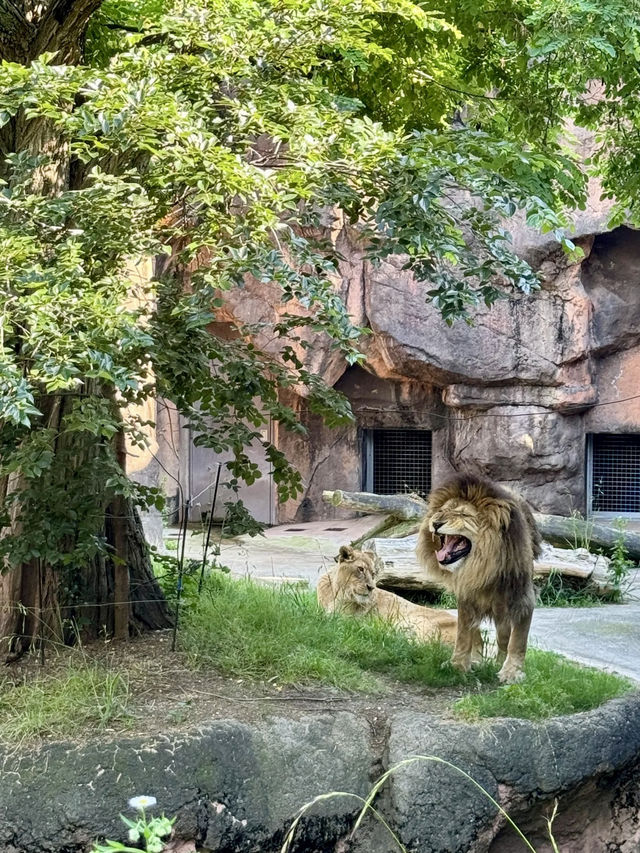 城市中的野性之歌——天王寺動物園漫步記