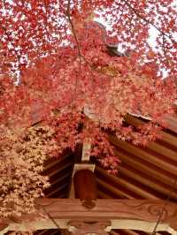 紅葉下的京都