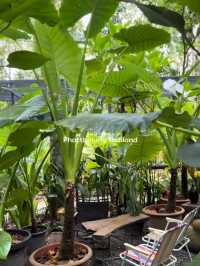 คาเฟ่กลางสวน บรรยากาศร่มรื่นที่ ในดงบอน คาเฟ่