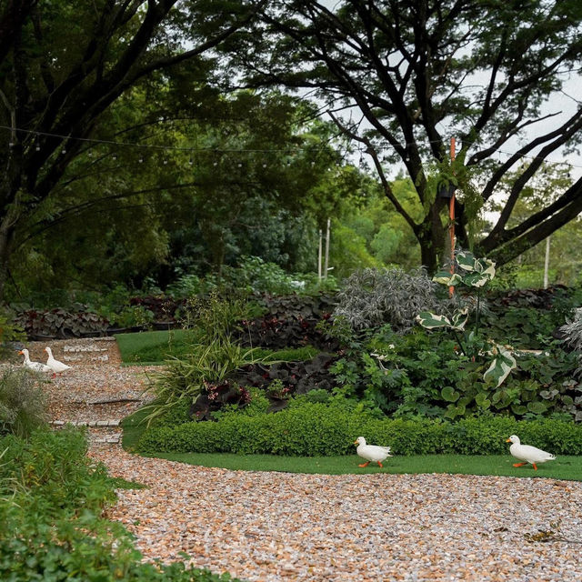 Moyard Khaoyai • Khaoyai, Nakhon Ratchasima 