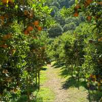 เก็บส้ม🍊 กินส้ม ที่สวนส้มชไมพร เชียงใหม่