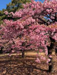 Chasing Sakura at Yoyogi Park