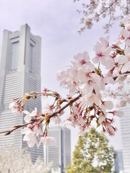 Chasing Sakura at Minato Mirai Yokohama Chasing Sakura at Minato Mirai Yokohama