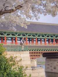 다음주 벚꽃으로 가득한 경주🌸벚꽃명소 모음🌸