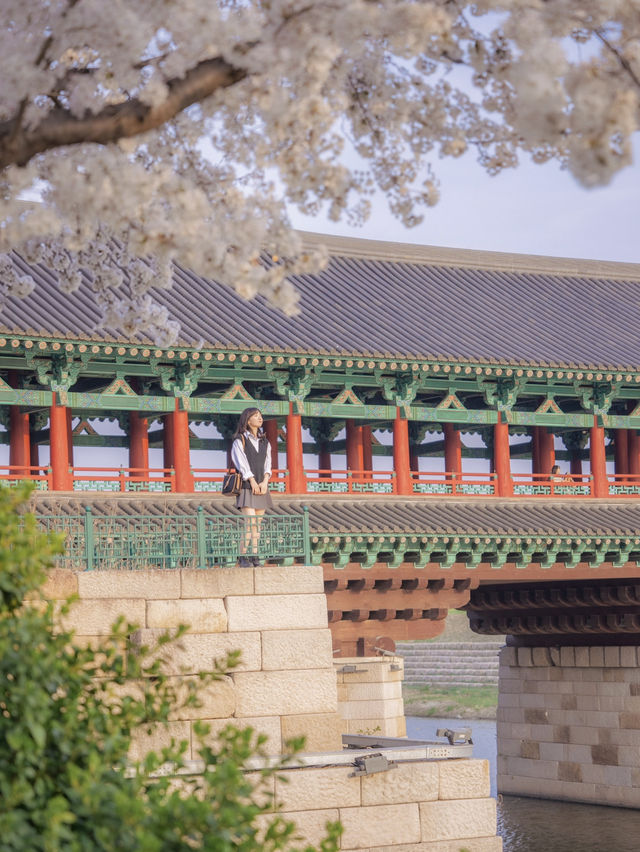 다음주 벚꽃으로 가득한 경주🌸벚꽃명소 모음🌸