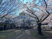 福岡舞鶴公園，市區內最便捷的賞櫻景點