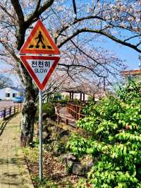 ONE OF THE BEST PLACE TO SEE CHERRY BLOSSOM !