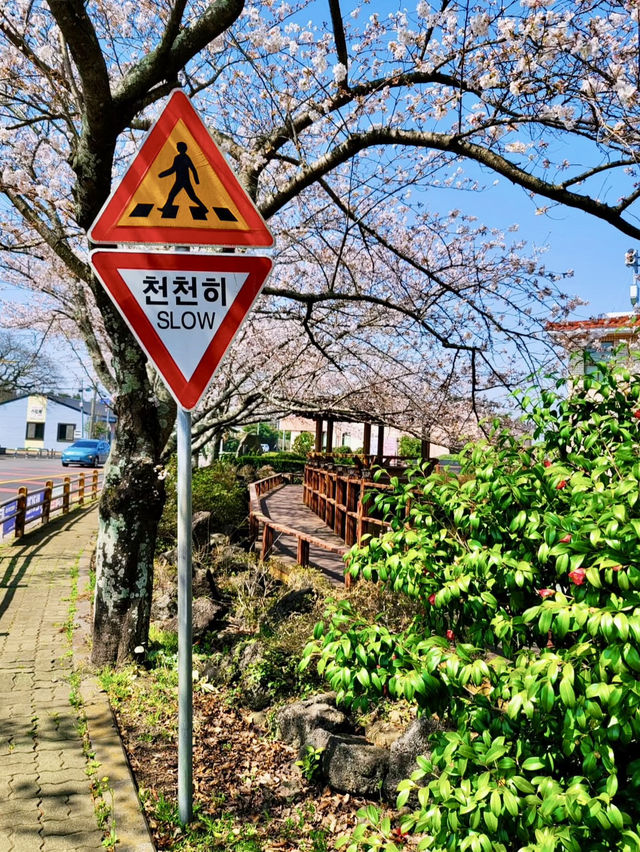 ONE OF THE BEST PLACE TO SEE CHERRY BLOSSOM !