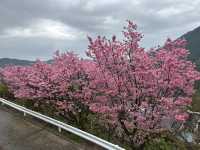 Cheery cheery Cherry Blossom