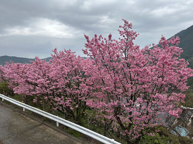 Cheery cheery Cherry Blossom