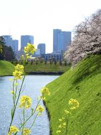 Spring Blossoms at the Imperial Palace🌼