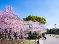 Chasing Sakura at Tsuruma Park