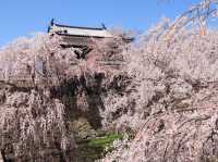 Chasing Sakura at Ueda Castle Ruins Park