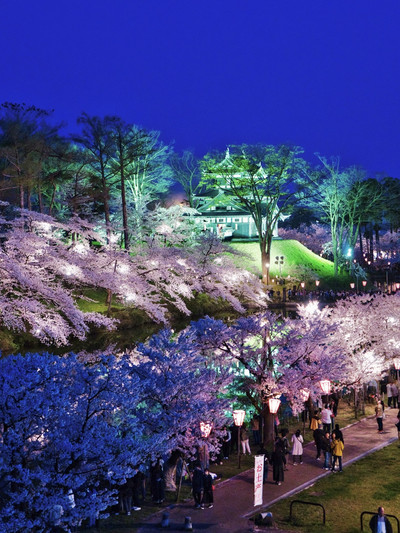 新潟】行かなきゃ損‼️日本三大夜桜の1つ✨夜桜が水面に浮かぶ幻想
