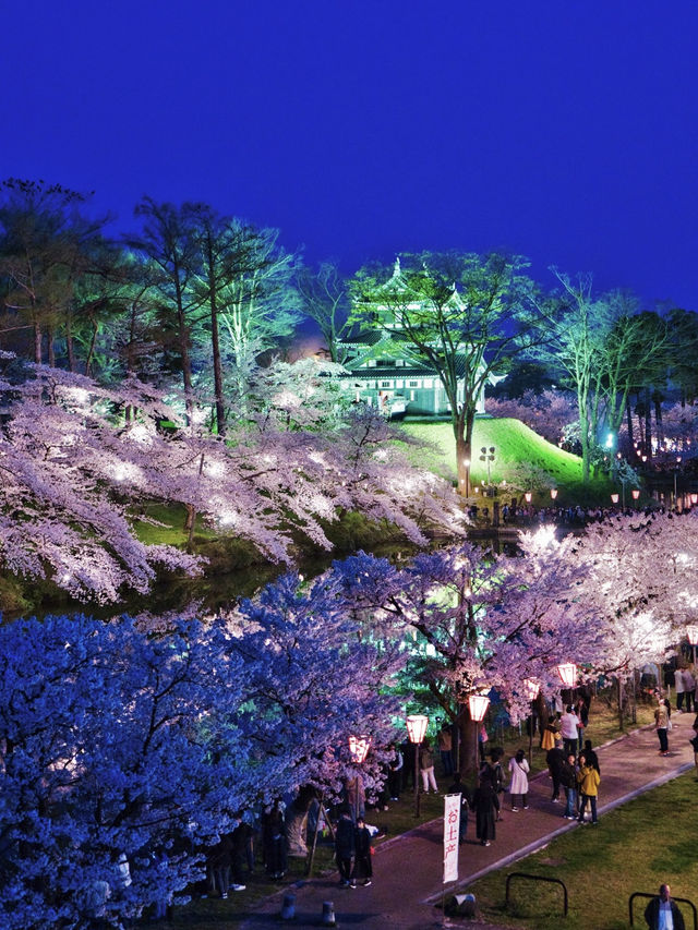 【新潟】行かなきゃ損‼️日本三大夜桜の１つ✨夜桜が水面に浮かぶ幻想世界🌸