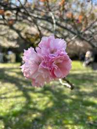 Spring in Kiyosumi Garden: A Green Escape🌸