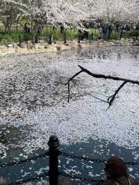 🌸 Lu Xun Park: Shanghai's Cherry Blossom Paradise
