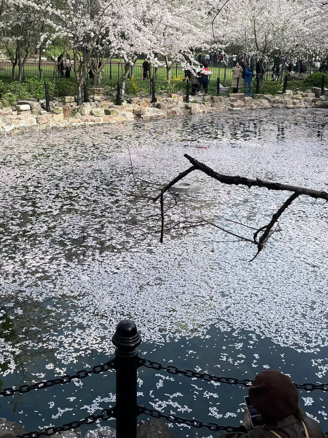 🌸 Lu Xun Park: Shanghai's Cherry Blossom Paradise