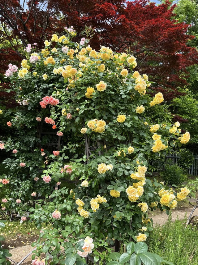 Spring Outing: Hatoyama Hall💐