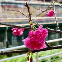內湖樂活公園