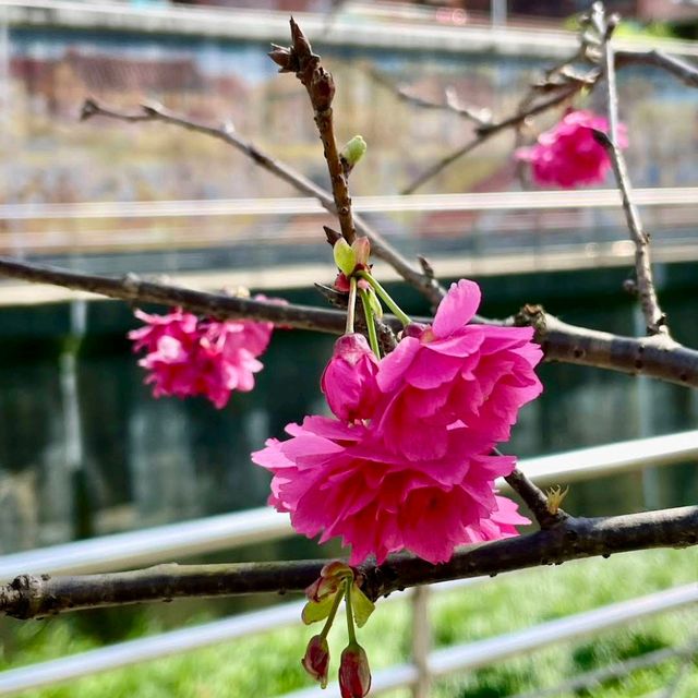 內湖樂活公園