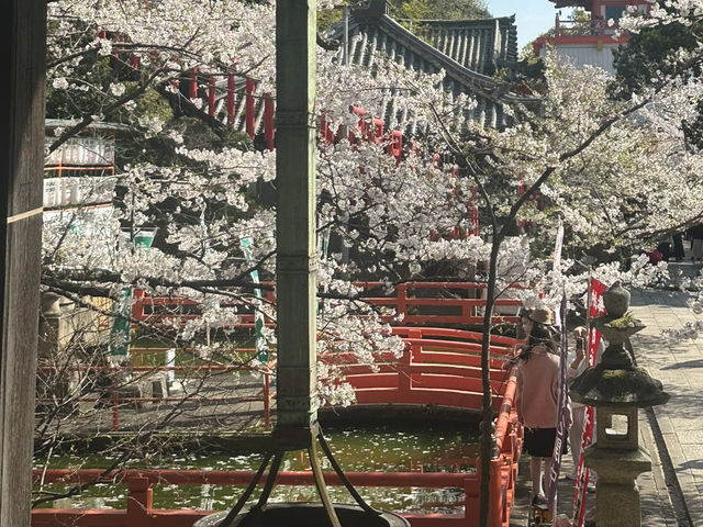 神秘的地方～櫻吹雪🌸