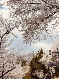 Spring's Pink Embrace: Strolling the Picturesque Ansan Road