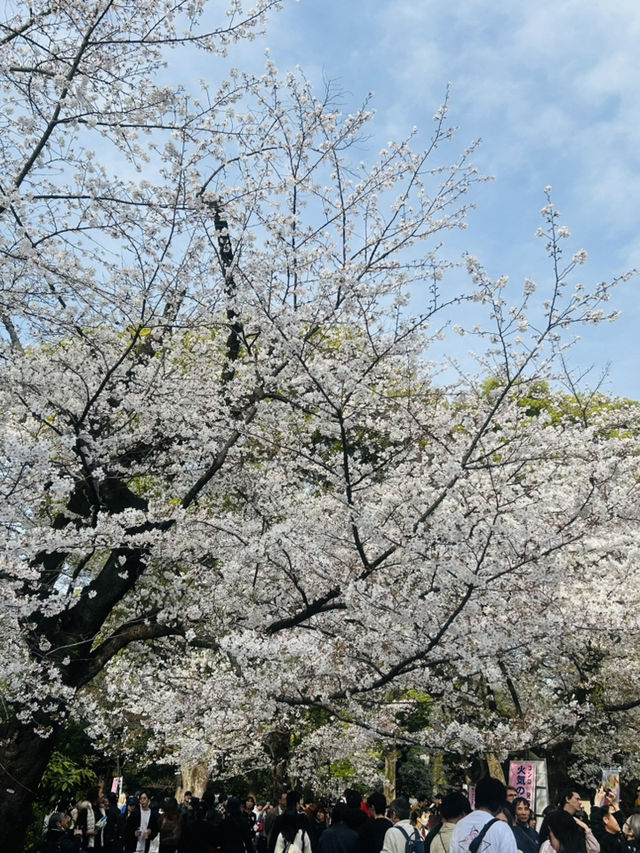 都内屈指のお花見名所🌸上野恩賜公園で春満喫！