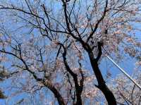 昼も夜も絶景！三重・走井山公園で桜を満喫しよう🌸✨