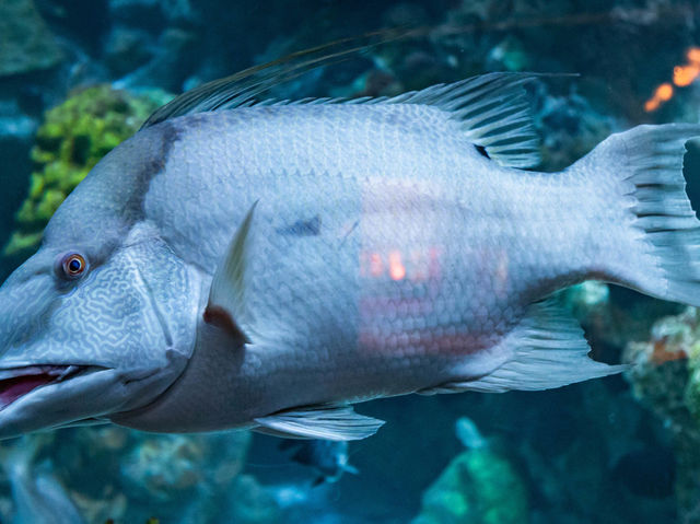 波士頓新英格蘭水族館