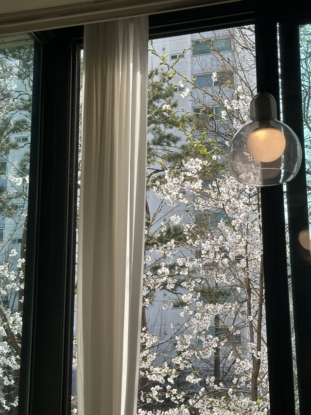 首爾延南洞必去櫻花咖啡店🌸期間限定櫻花樹&櫻花餐單