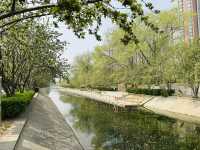 The Commuter's Sanctuary: Finding Zen in Wangjing's Urban Waterfront