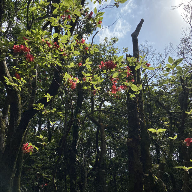 一抹山林紅：獅仔頭山春日金毛杜鵑花季