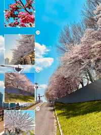 Anyangcheon Cherry Blossom Path (Yangcheon-gu Side): A Seoul Springtime Stroll 