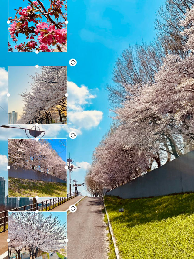 Anyangcheon Cherry Blossom Path (Yangcheon-gu Side): A Seoul Springtime Stroll 