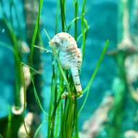 JOURNEY BENEATH THE WAVES | DISCOVER SEA LIFE MALAYSIA TODAY !
