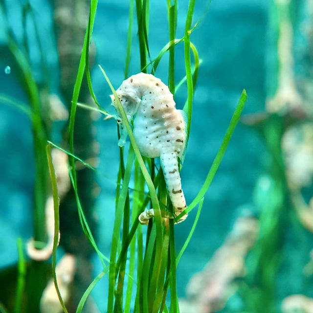 JOURNEY BENEATH THE WAVES | DISCOVER SEA LIFE MALAYSIA TODAY !