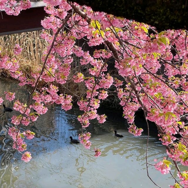 東京近郊的私房賞櫻秘境---松戶坂川河津櫻