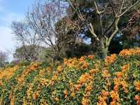 #炮仗花海公園-苗栗縣銅鑼鄉