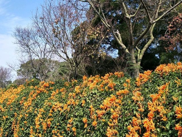 #炮仗花海公園-苗栗縣銅鑼鄉