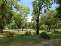 Khao Kheow Open Zoo 