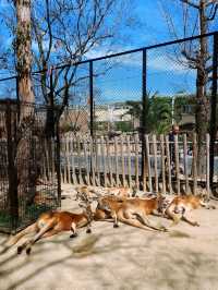 超值的名古屋市東山動植物園