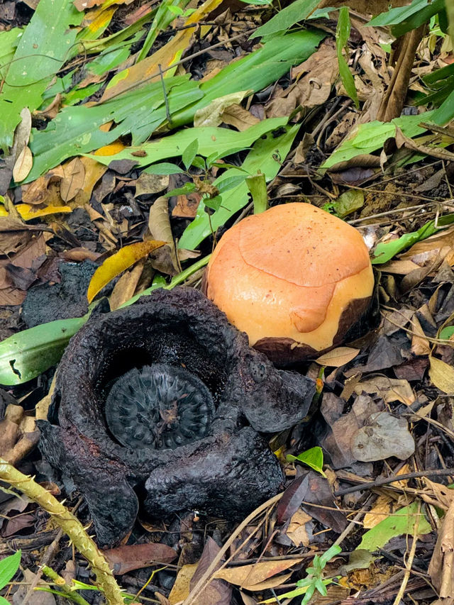 🌺 Adenna Rafflesia Garden – Witness the World’s Largest Flower in Sabah
