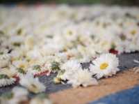 ทุ่งดอกเก๊กฮวย 🌼 อ.สะเมิง จ.เชียงใหม่