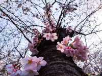 Chasing Sakura at Jinhae Park