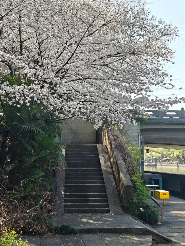 Qingsha Park Cherry Blossoms – Hangzhou's Riverside Sakura Sanctuary